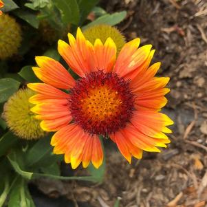 spintop orange halo blanket flower