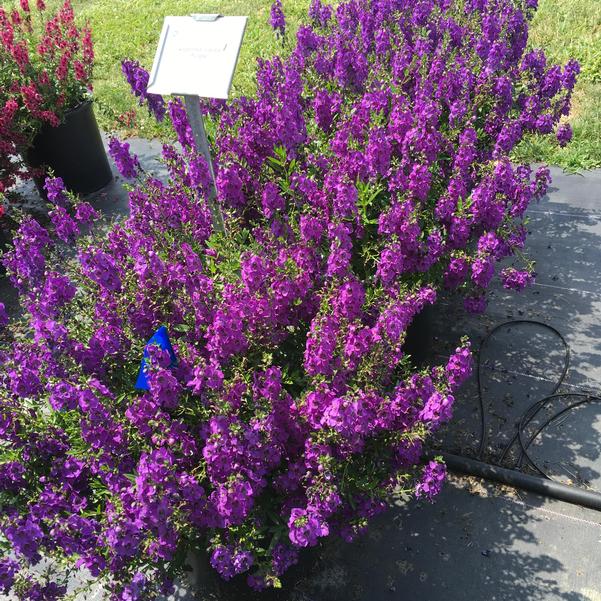 Angelonia Carita Purple from Penn State Trial Gardens