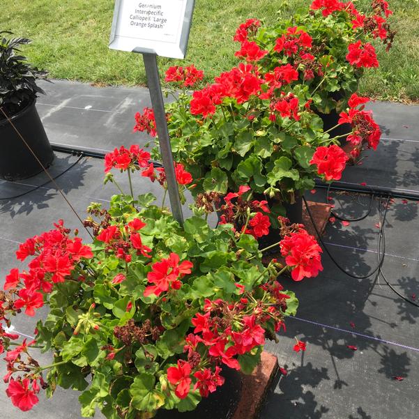 Calliope geraniums produce summer color  Mississippi State University  Extension Service