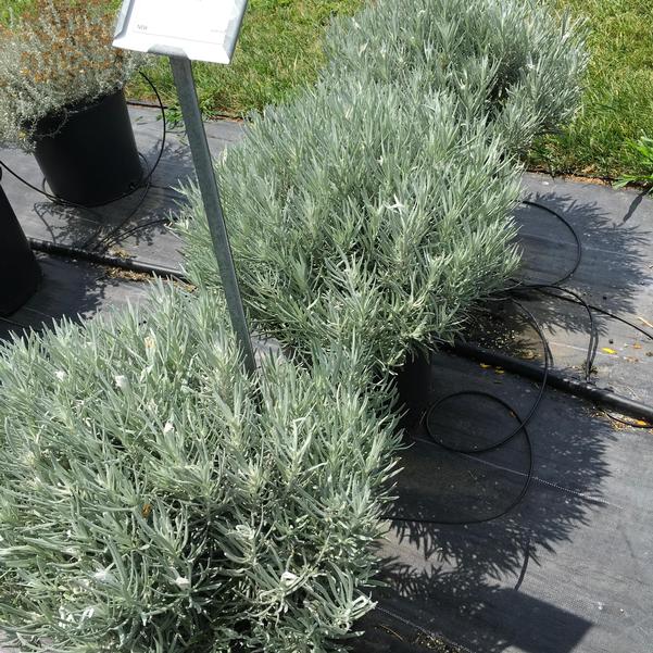 Helichrysum 'Silver Threads' from Penn State Trial Gardens