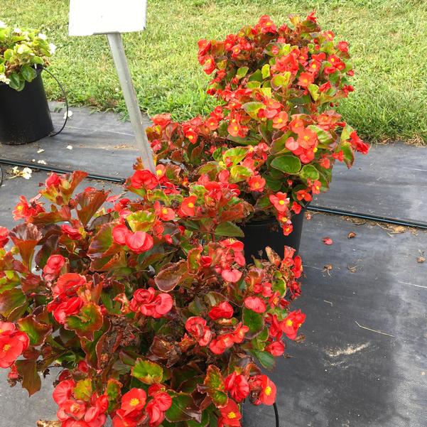 Begonia Tophat™ 'Scarlet (Seed)' from Penn State Trial Gardens