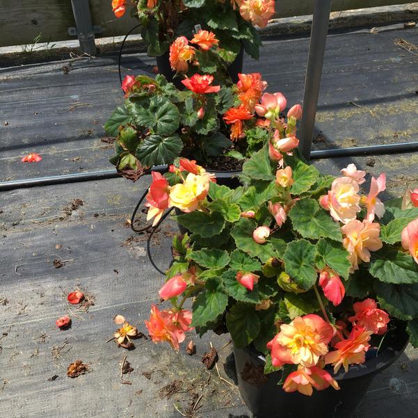 Begonia Prism 'Sunset' from Penn State Trial Gardens