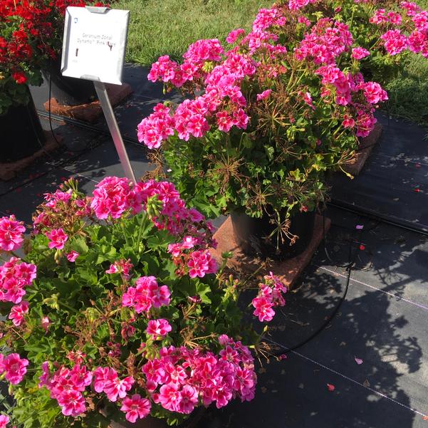 GERANIUM ZONAL DYNAMO 'PINK FLARE' – Horlings Plants