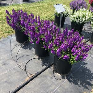 Angelonia Carita Purple from Penn State Trial Gardens