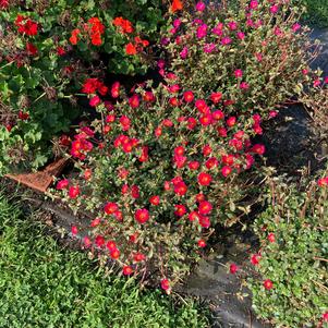 Portulaca (Purslane) Mega Pazzaz™ 'Pink Twist' from Penn State Trial Gardens