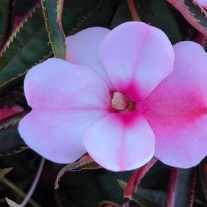 Wild Romance Blush Pink New Guinea Impatiens (Impatiens 'Wild Romance Blush  Pink') in St. John's, Newfoundland (NL) at Holland Nurseries