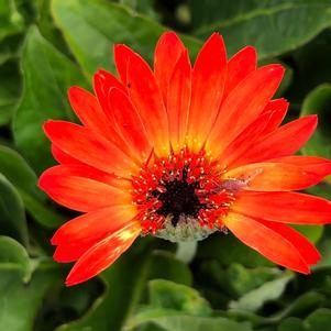 Gerbera Garvinea® 'Sweet Sunset®' from Penn State Trial Gardens