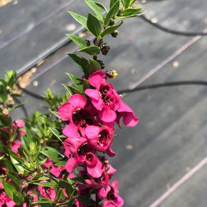 Angelonia Carita Raspberry from Penn State Trial Gardens