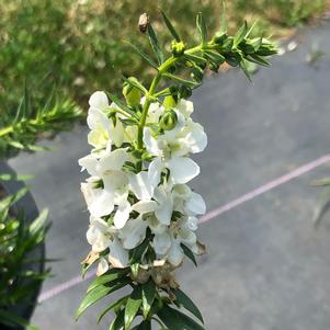 Angelonia Carita White from Penn State Trial Gardens