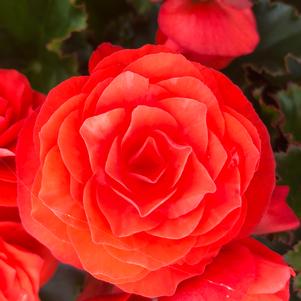 Begonia Move to Fun 'Orange' from Penn State Trial Gardens