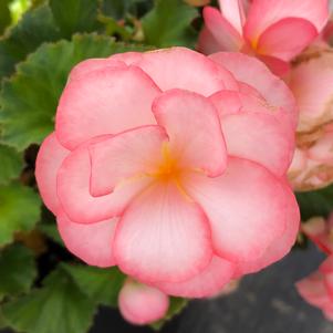 Begonia On Top® 'Pink Halo (seed)' from Penn State Trial Gardens