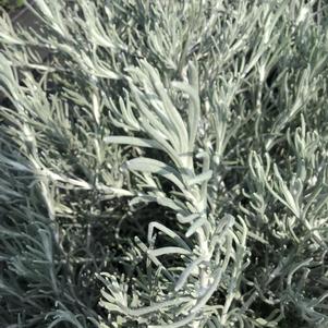 Helichrysum 'Silver Threads' from Penn State Trial Gardens