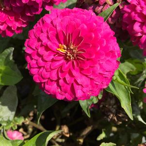 Zinnia Preciosa Rose F1 Seed