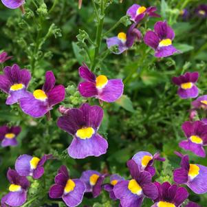 Nemesia mulberry discount