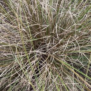 Ornamental Grasses Muhlenbergia 'Rosy'