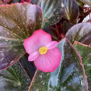 Begonia 'Rose Bronze Leaf IMP (seed)'