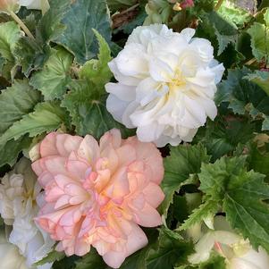Begonia 'Peaches and Dreams (seed)'