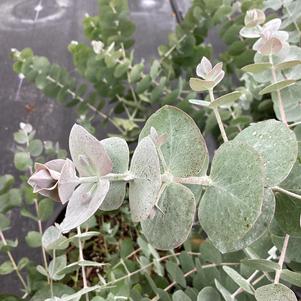 Eucalyptus 'Silver Dollar (seed)'