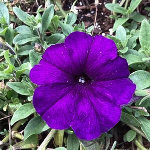 Petunia 'Blue IMP (seed)'