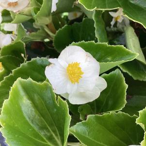 Begonia 'White (seed)'