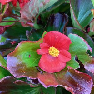 Begonia 'Red (seed)'