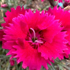 Dianthus 'Red Delicious PPAF'