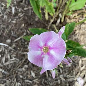 Phlox paniculata 'Compact Lilac w/Eye'