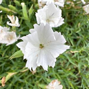 Dianthus 'White'
