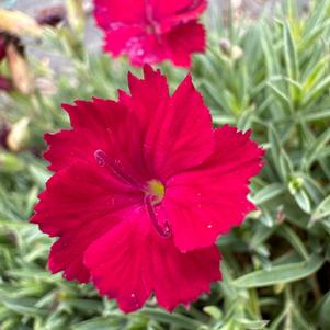 Dianthus 'Ruby'