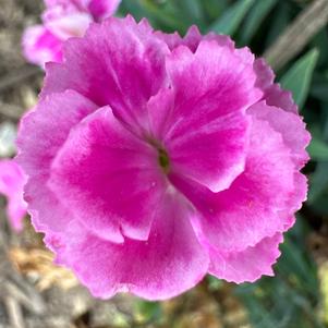 Dianthus 'Fancy Lilac'