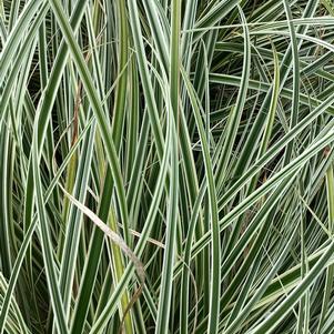 Ornamental Grasses Carex 'Feather Falls'