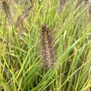 Ornamental Grasses Pennisetum alopecuroides 'Pure Energy PPAF'