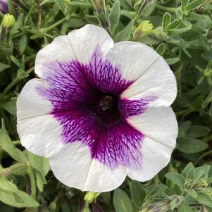 Petunia 'Purple Halo'