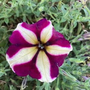 Petunia 'Frosted Sapphire'