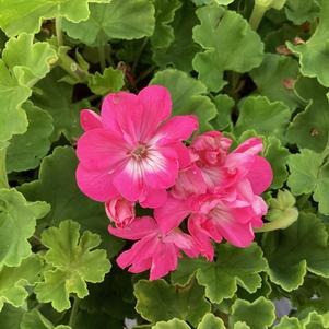 Geranium - Zonal 'Pink'