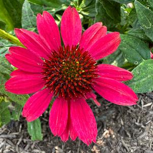 Echinacea 'Red Ombre (seed)'