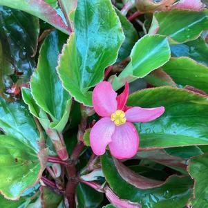 Begonia 'Pink (seed)'