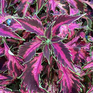 Coleus (Solenostemon) 'Coral Candy (seed)'