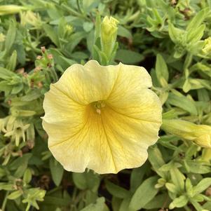 Petchoa (Calibrachoa X Petunia) 'Yellow (seed)'
