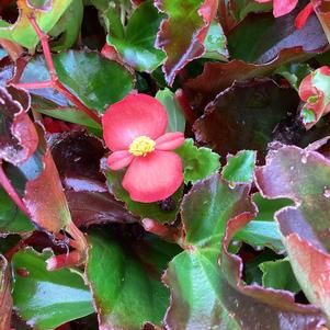Begonia 'Red (seed)'