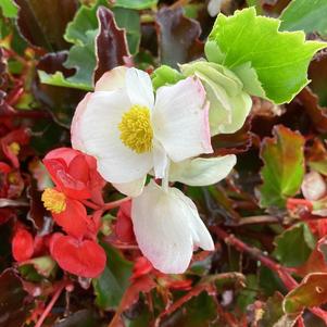 Begonia 'Red and White Mixture (seed)'