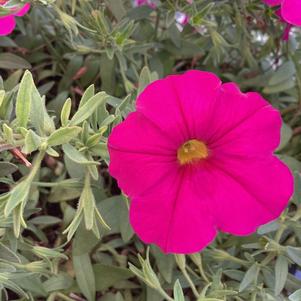 Petchoa (Calibrachoa X Petunia) 'Pink'