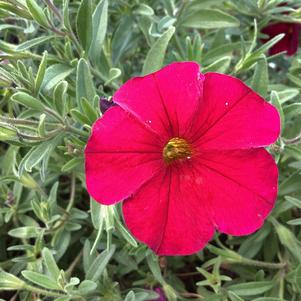 Petchoa (Calibrachoa X Petunia) 'Red'