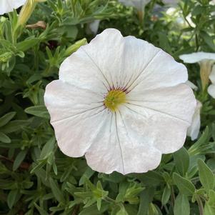 Petchoa (Calibrachoa X Petunia) 'White'