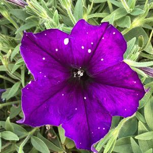Petunia 'Violet Sky'