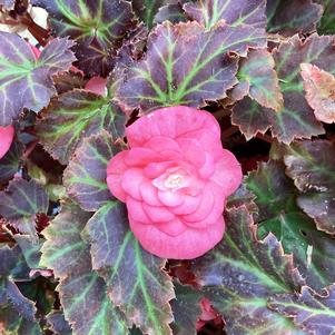 Begonia 'Satin Rose'