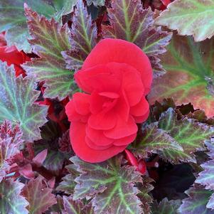 Begonia 'Velvet Red'