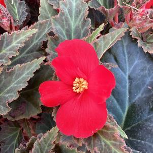 Begonia 'Red'