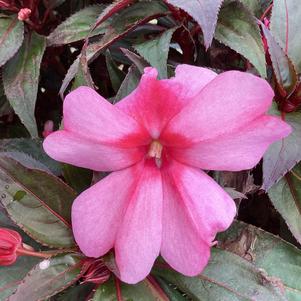 Impatiens - hybrida 'Pink Bicolor'