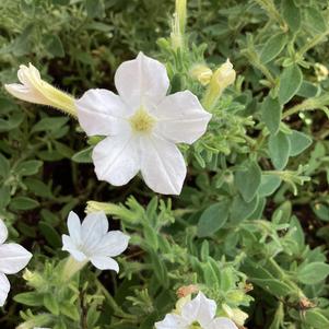 Petunia 'White'